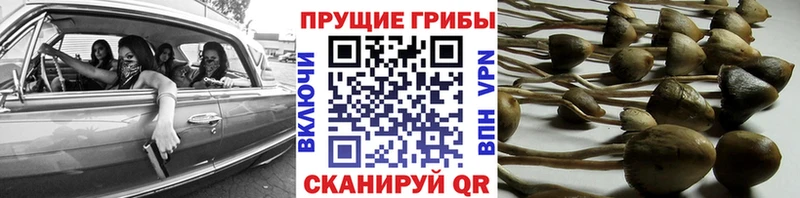 Галлюциногенные грибы Psilocybe Ильский